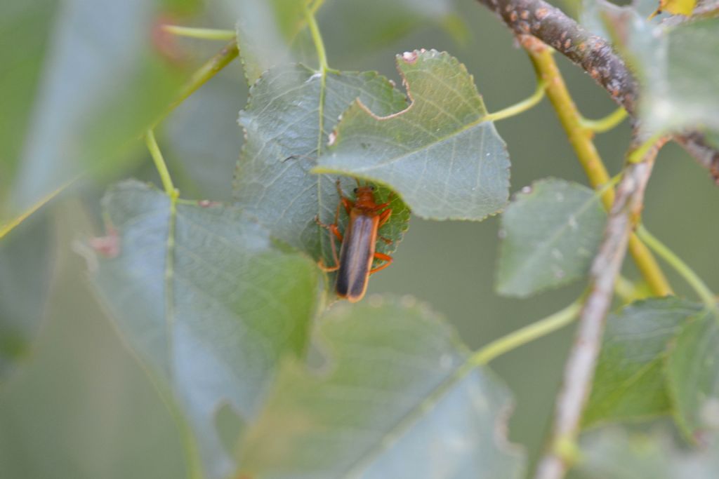 Armidia signata (cf.) - Cantharidae